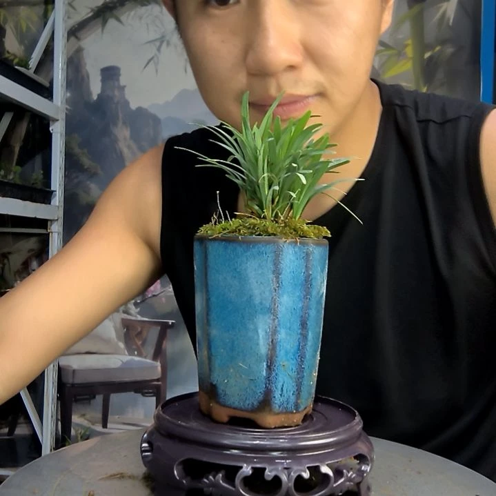 江*路中青园艺一物一拍104