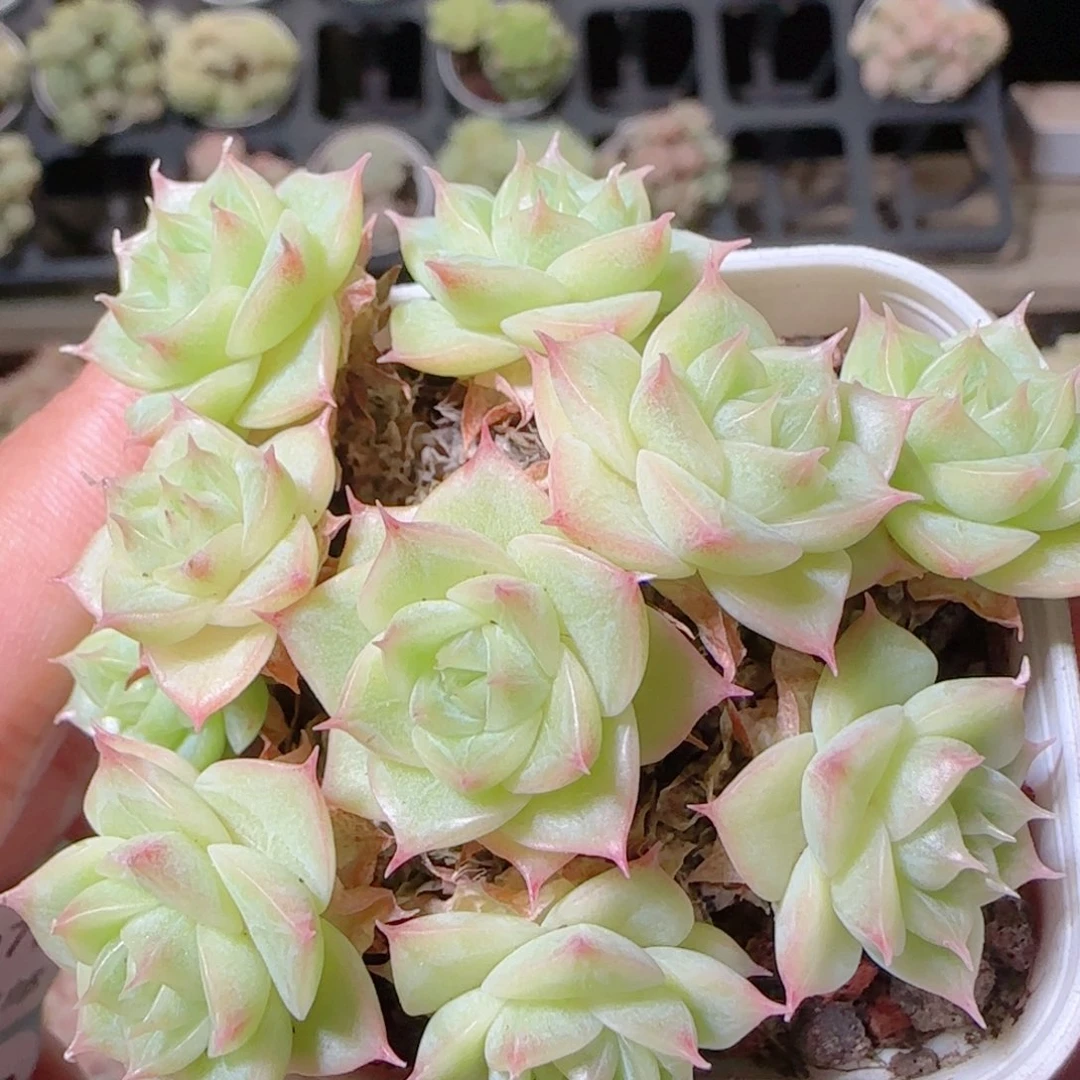 花语逸镜1027-298散