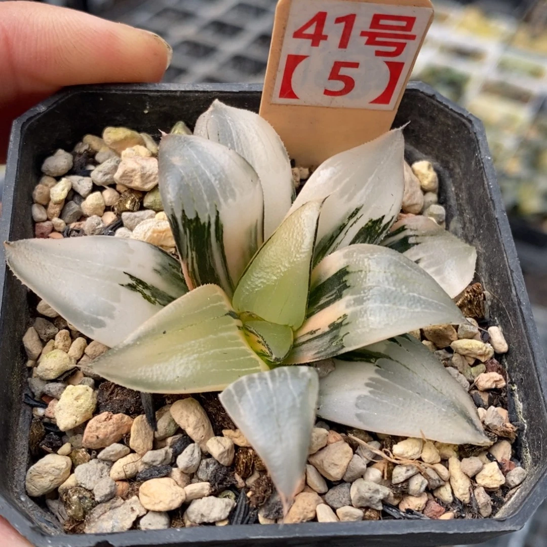 41号裹克实生锦多肉