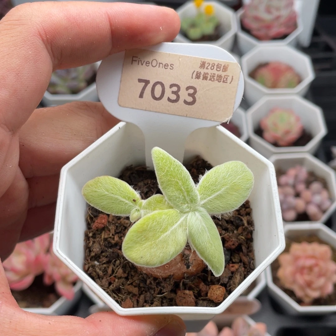 断崖女王7033-3厘米