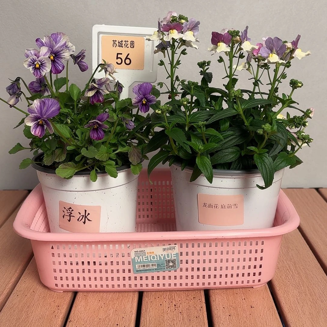 大部分开放少量花苞56