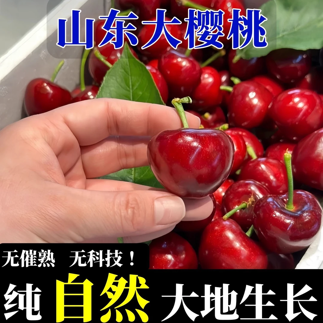 【京东次日达】山东脆甜美早樱桃3斤J新鲜水果美早山东省