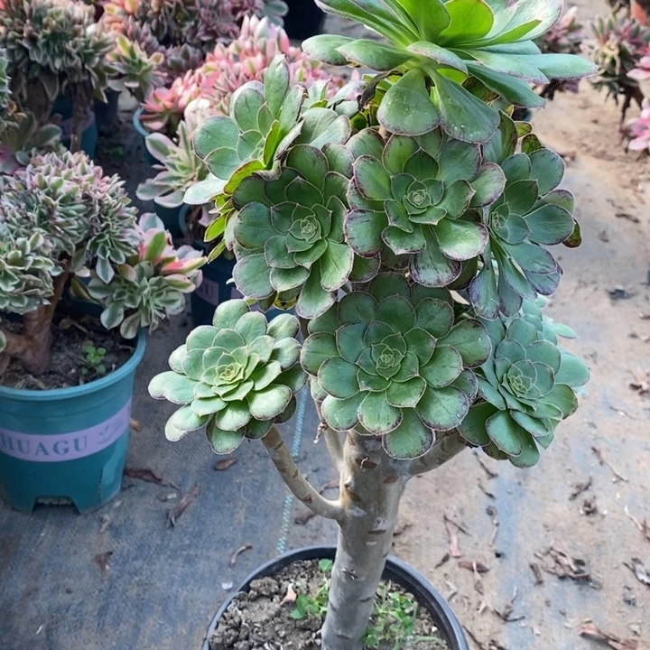 ｖ锦8多肉植物法师法师