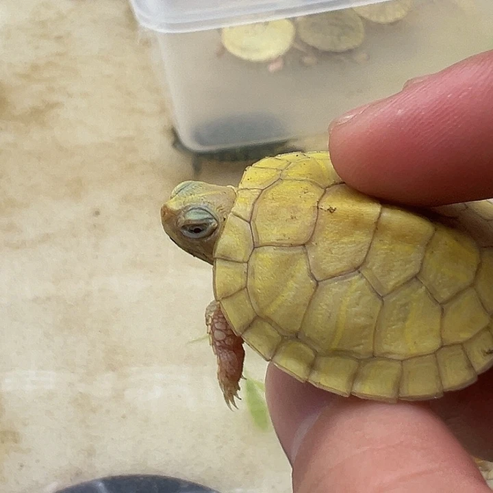 绿毛龟母巴西龟1111