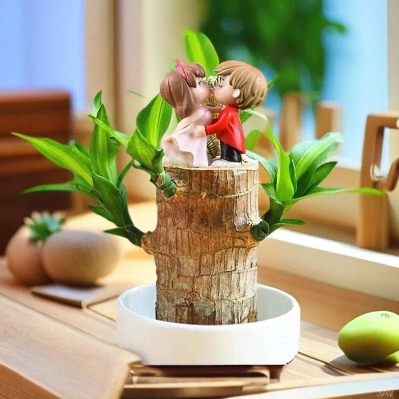水培绿植盆栽巴西木基地直销小盆景新品小盆栽客厅阳台质量好绿植
