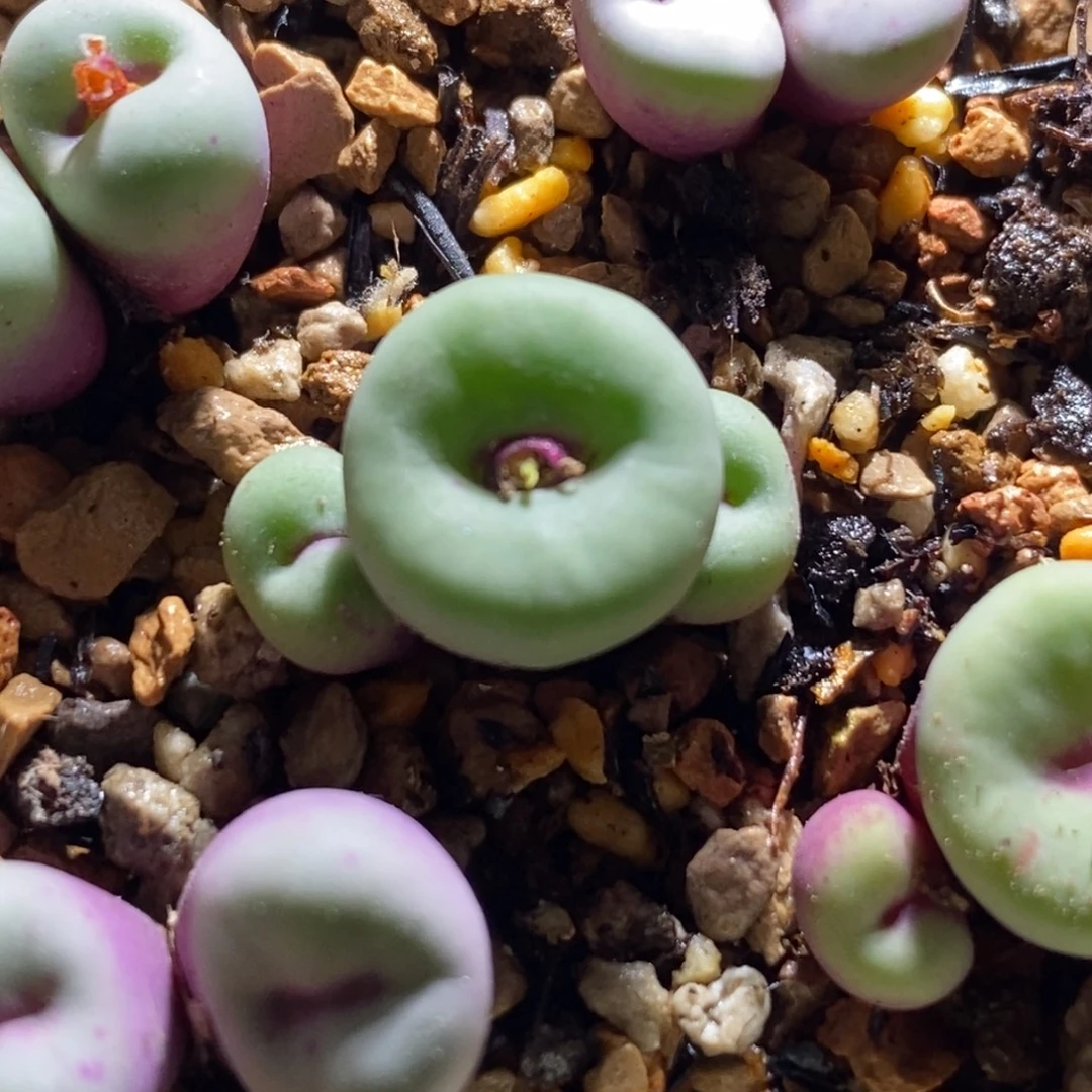 贝特芬贝特芬贝特芬