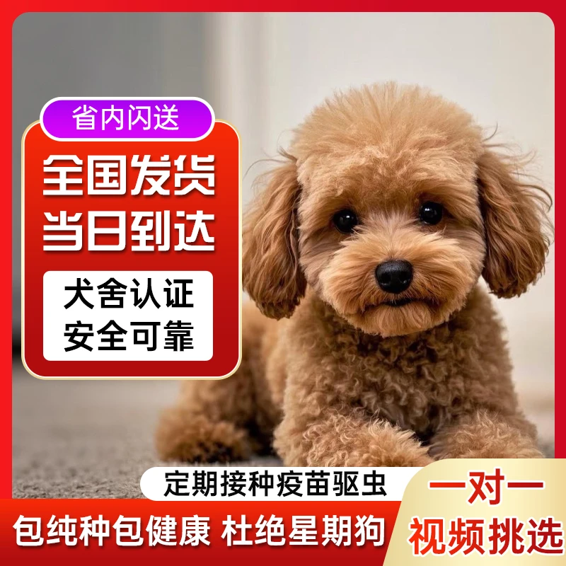 纯种泰迪幼犬黑白灰香槟泰迪幼犬宠物狗活体 双双499