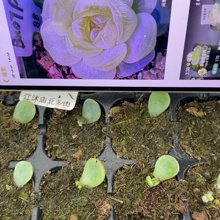 穴盘童话p88芽苗一个多肉