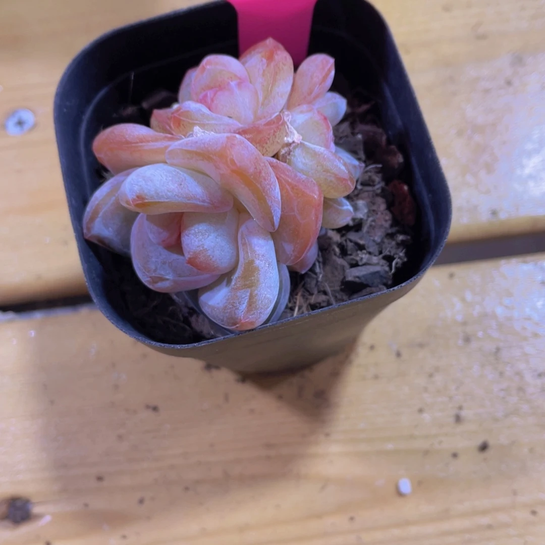 546号 全状态大白兔多头