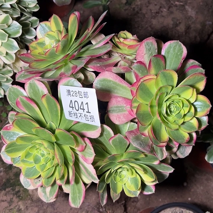 4041奶白丛林多肉植物