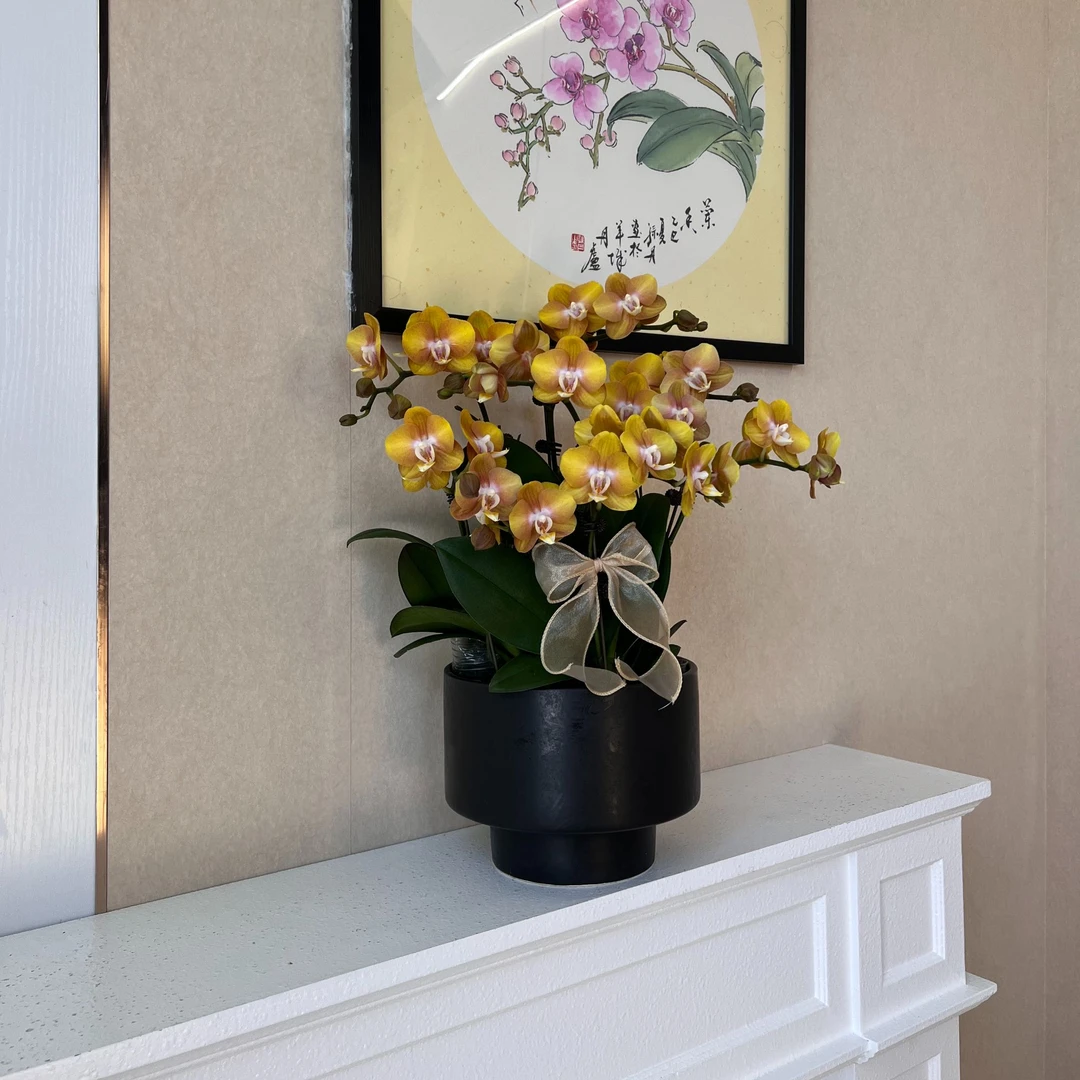 《拉斯维加斯》蝴蝶兰稀少品种带花苞好养活室内花卉特大盆栽