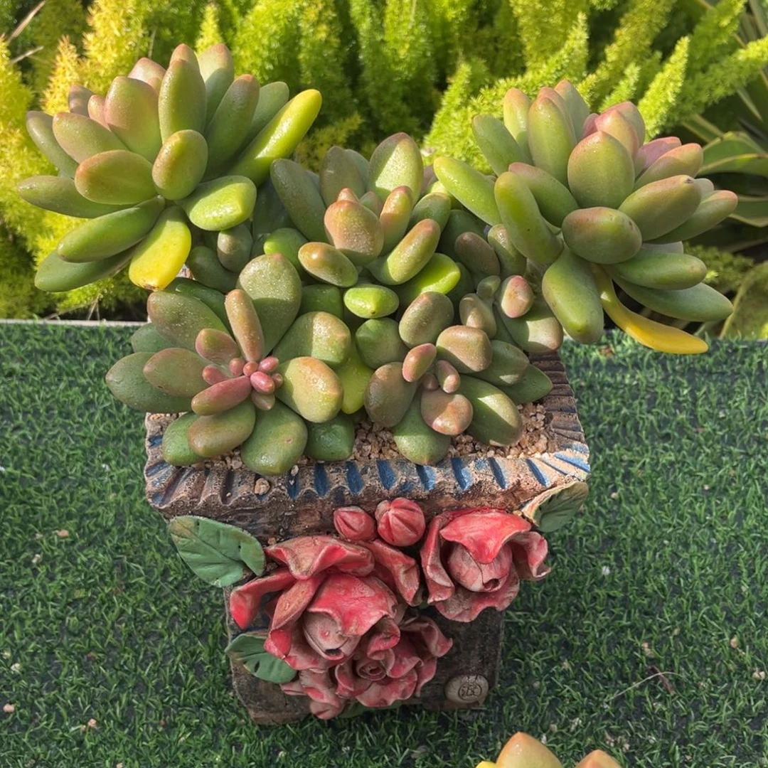 正版芒果奶一物一拍