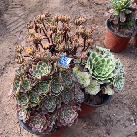 146多肉植物组合，