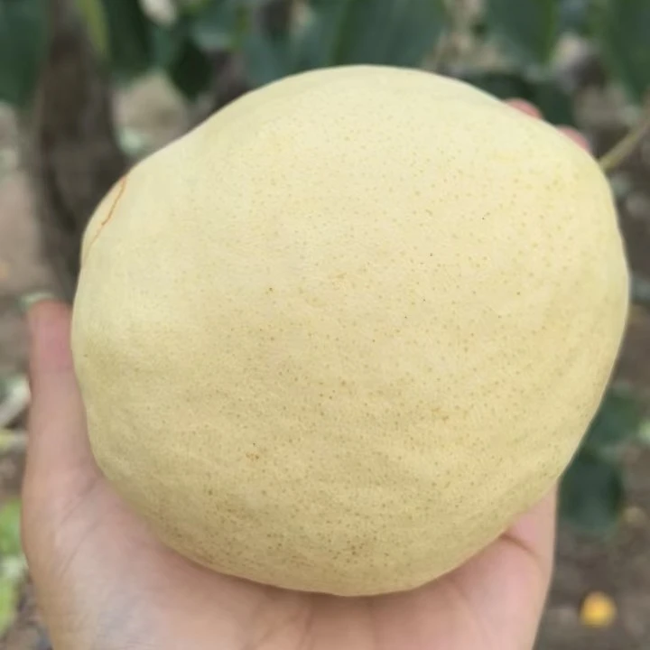 甘肃秦安【贡梨】甜脆多汁口感好水分足