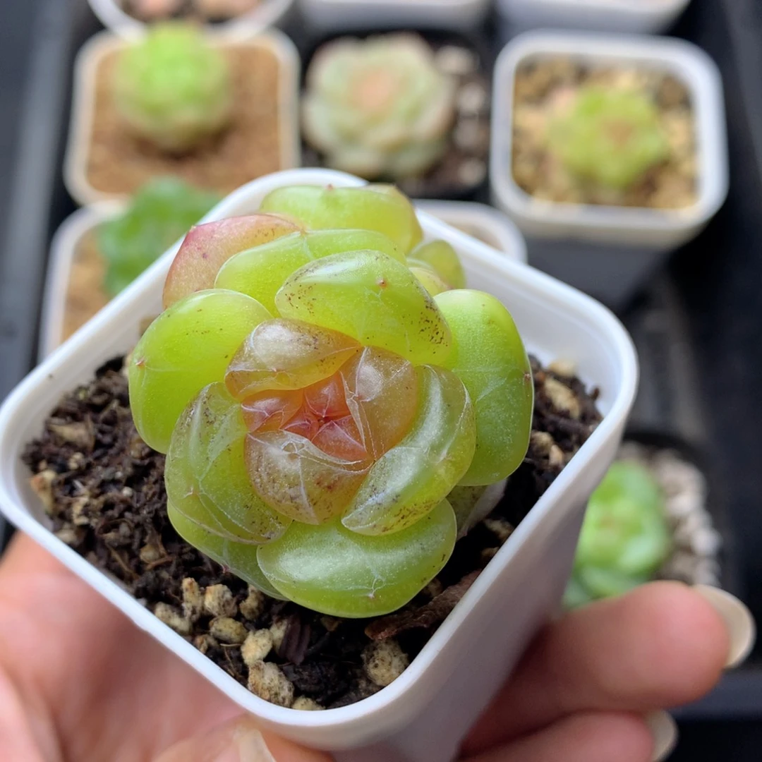 58包邮  群生不包整 20
