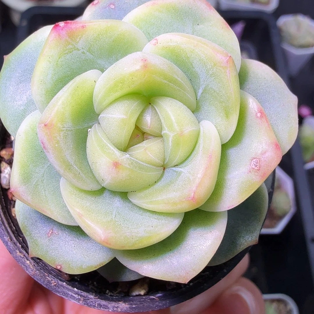 甜心单头二十包邮开播福利