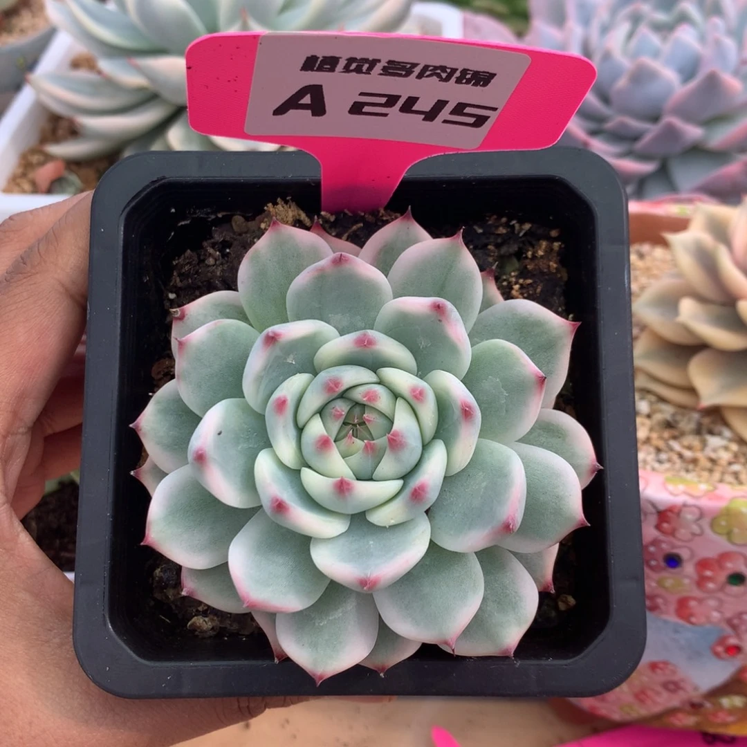 245吉娃娃锦锦锦锦锦锦