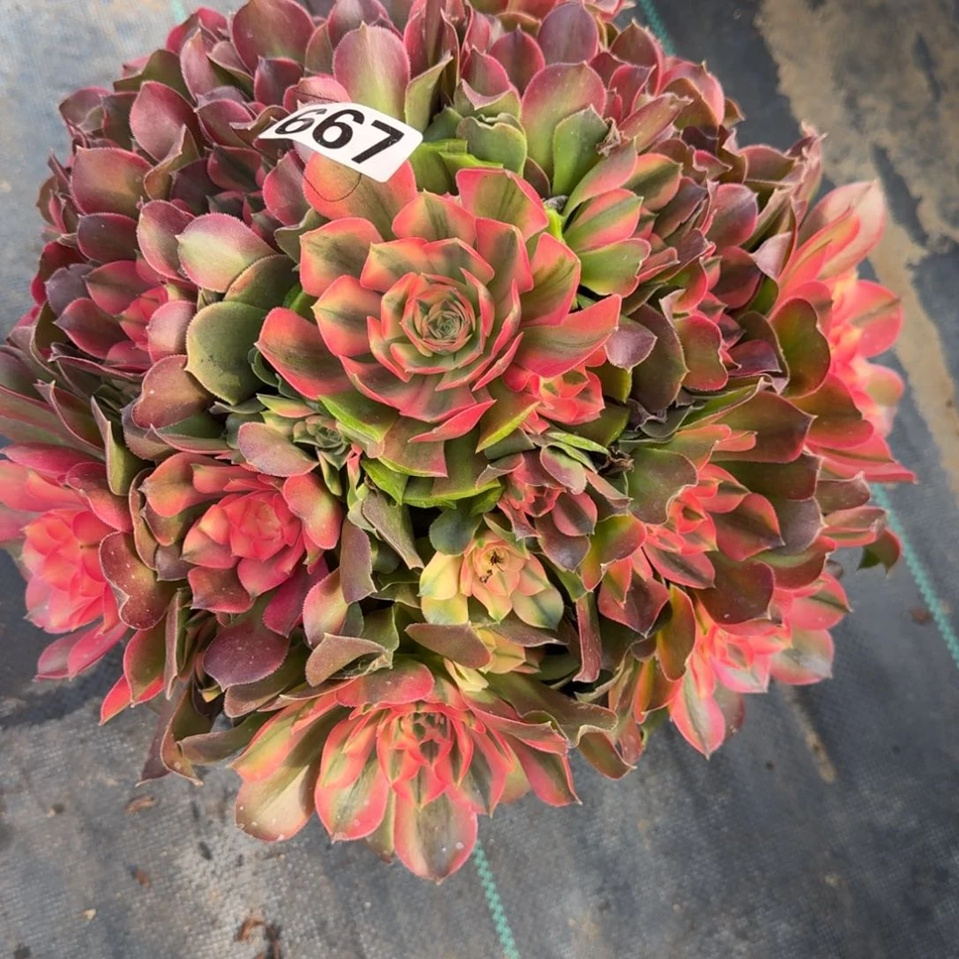 微*667想飞多肉植物