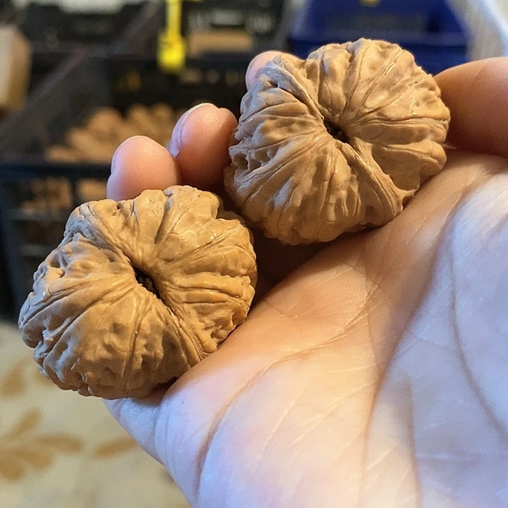 核桃手串/手链谈**海元宝