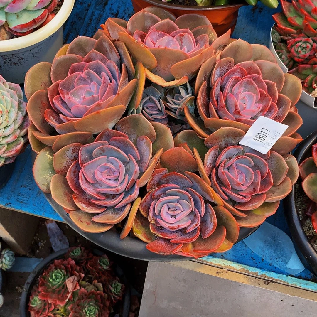 多***园    尘埃玫瑰多肉18017