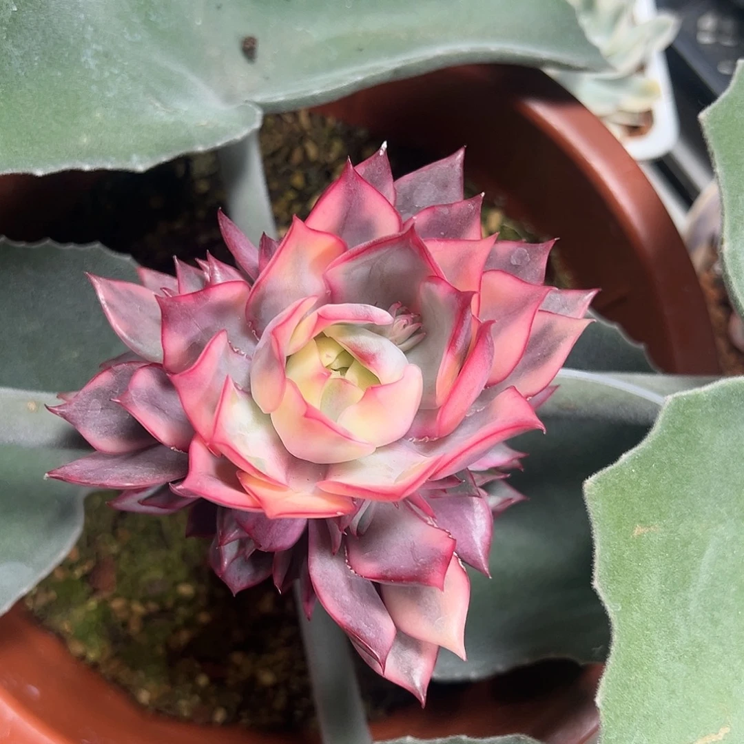 宝莲灯锦嫁接多肉植物