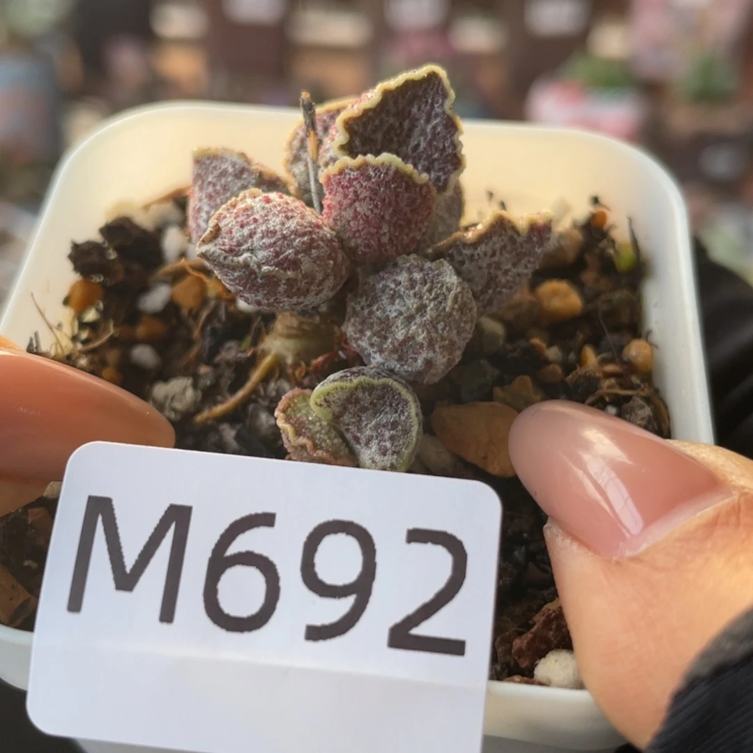 慈**心             女神节礼物。 692。