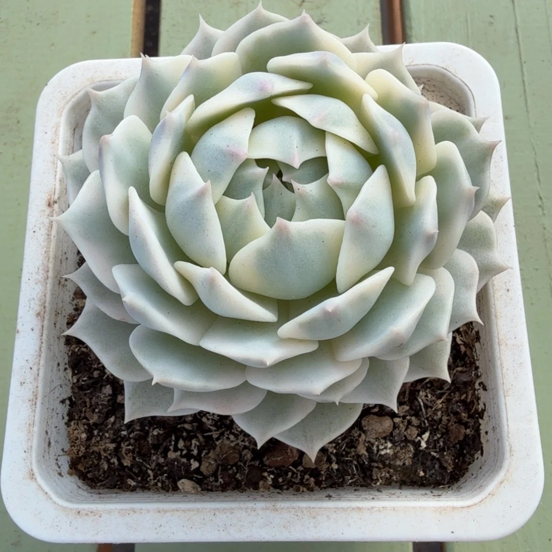 露娜莲锦锦上园艺一物一拍