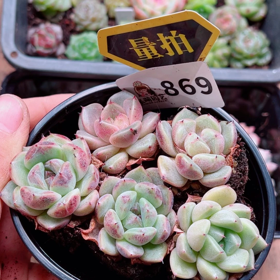 当前无花朵，栽培后可花朵