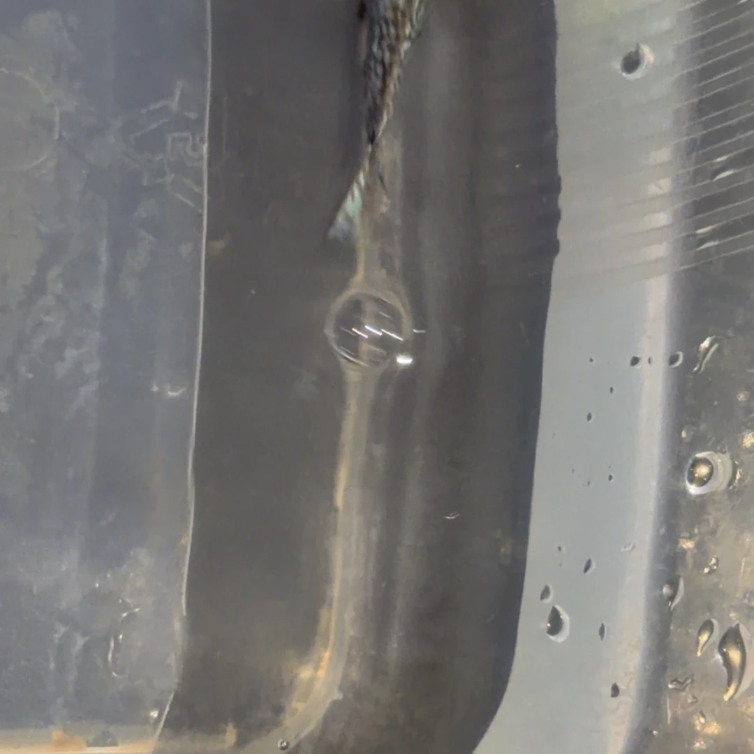 罗汉鱼马来西亚罗汉鱼