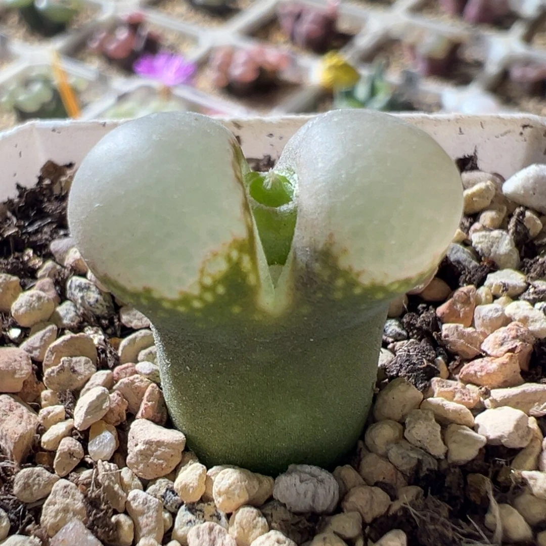 B23风铃 大鼓窗 白透 超好看16