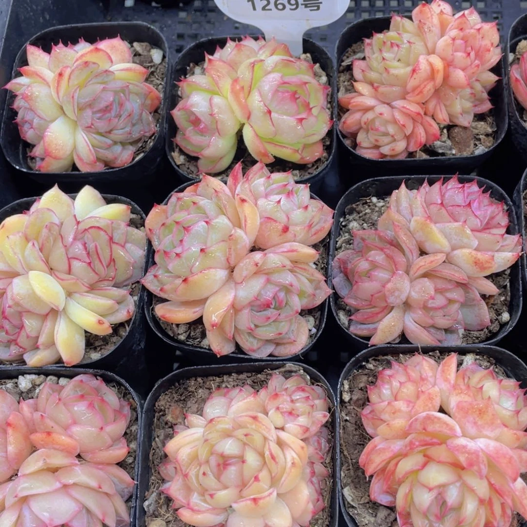 1269号荔枝玫瑰多头群一个