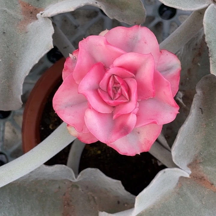 大和之舞锦一物一拍锦龙