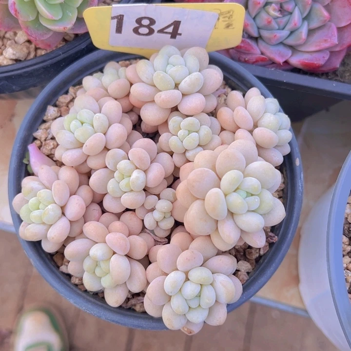 健健康康平平安安