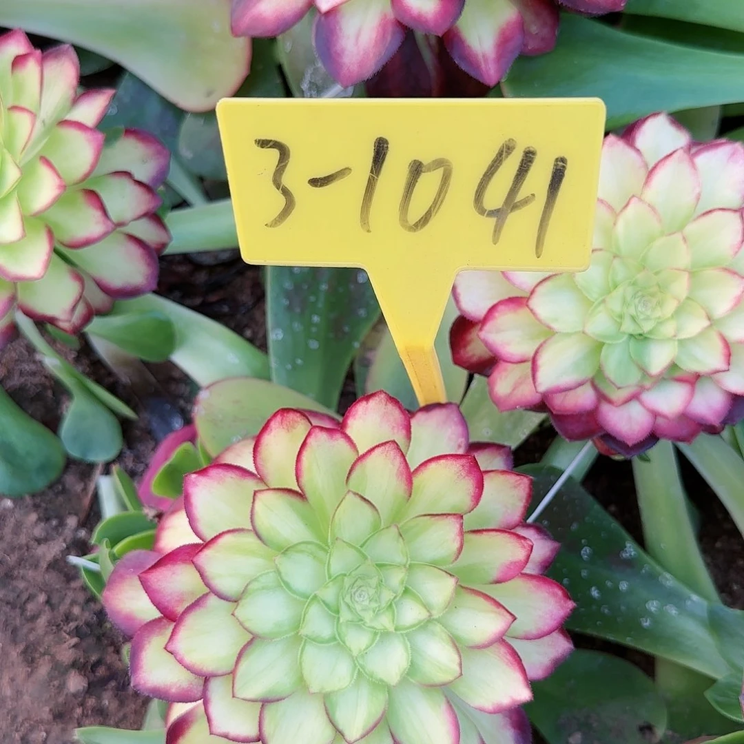 3-1041--多头多肉植物