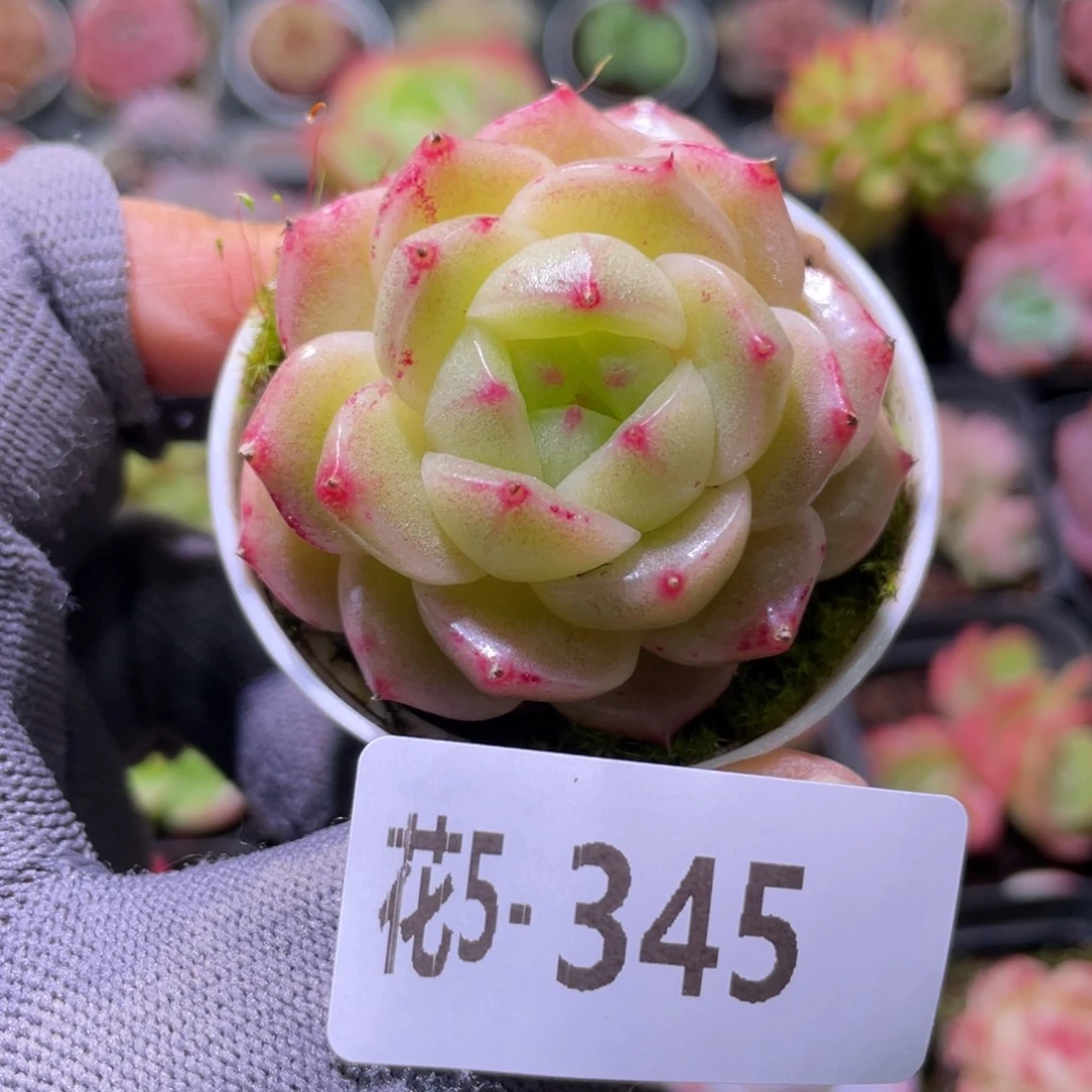 花利美5-345新品