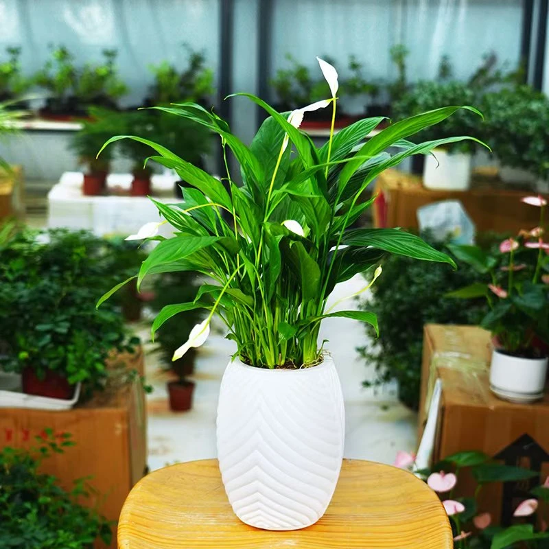 [白掌] 一帆风顺室内盆栽水培植物吸除甲醛好养四季易活净化空气