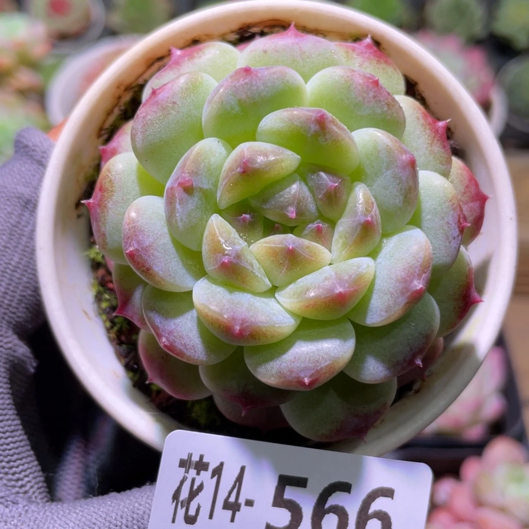 花利美14-566秘境冰魄