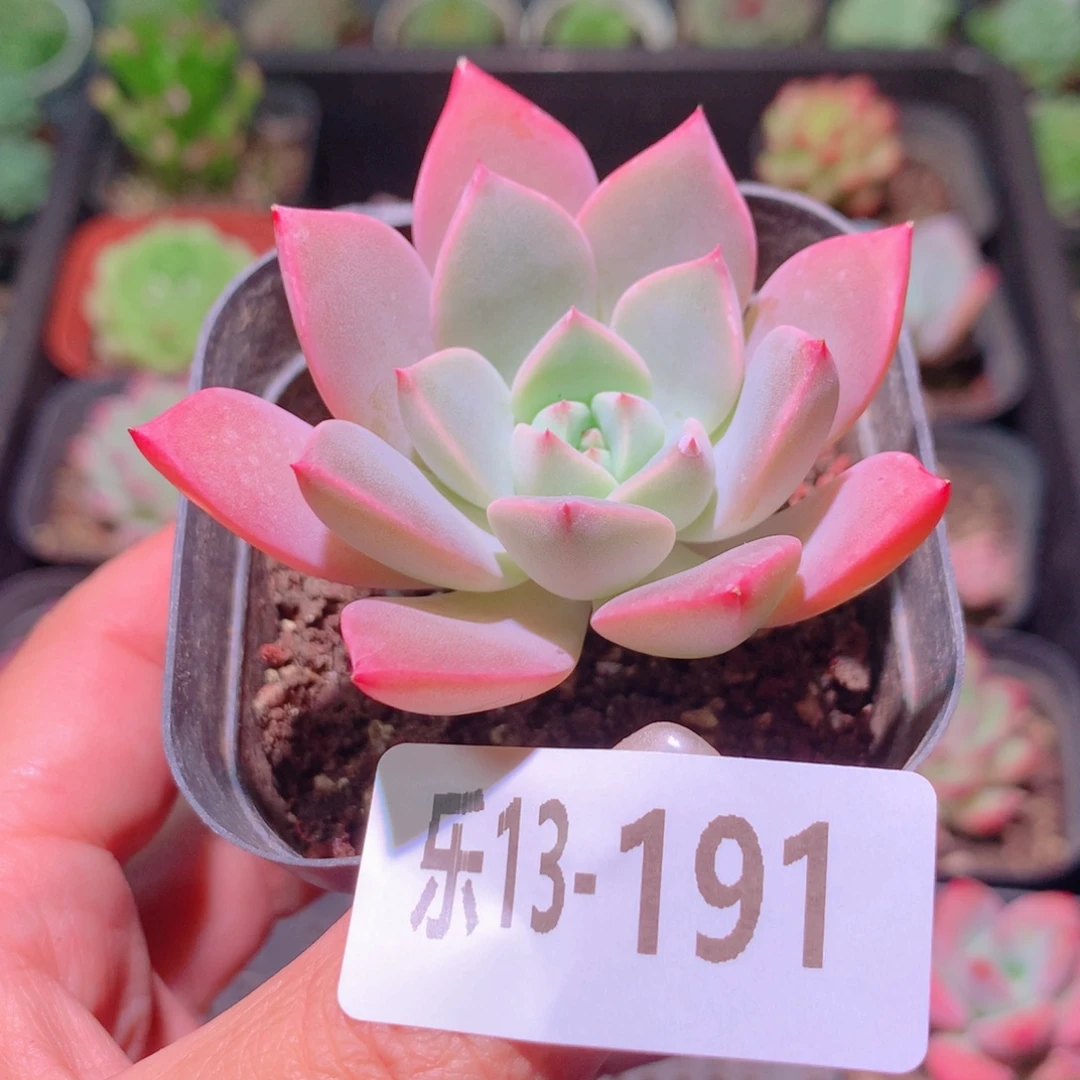 乐然13-191 红粉佳人