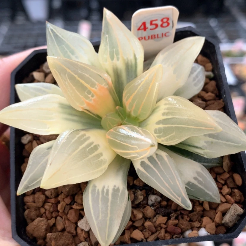 【闪购商品】458西瓜