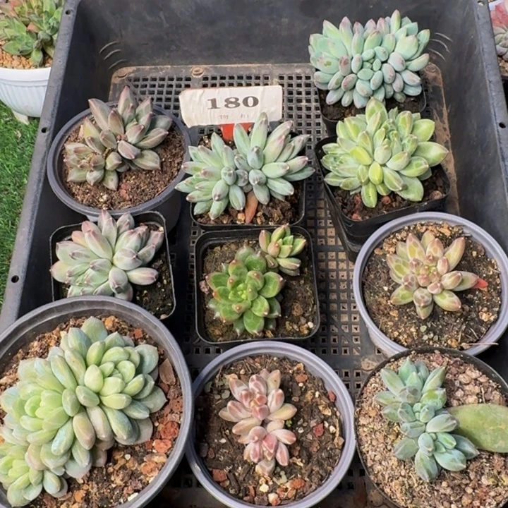 180多肉植物一物一拍