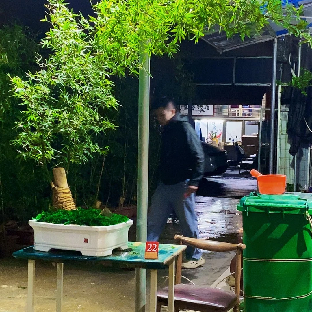 孫****小叶簕竹一物一拍