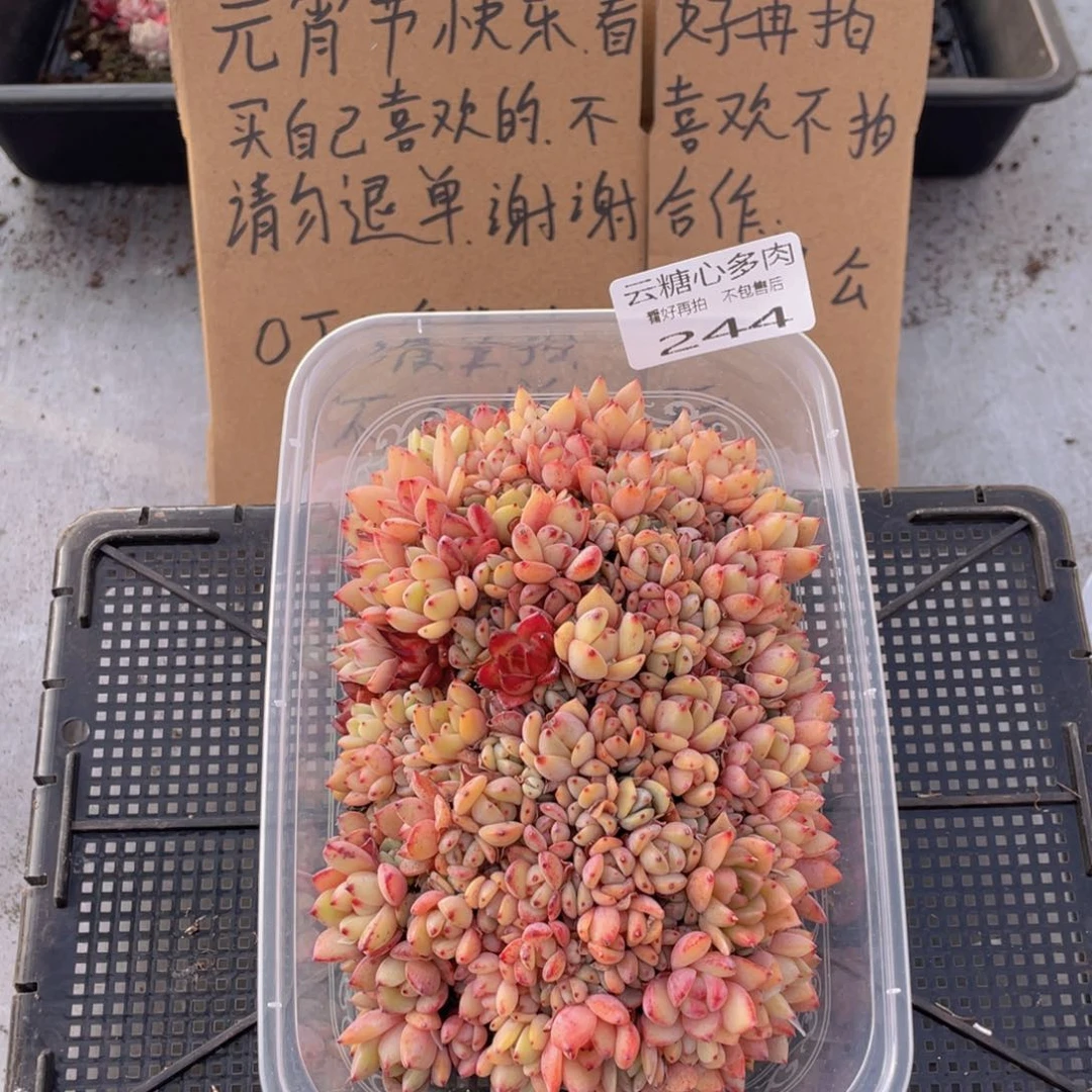 云糖心多肉植物244