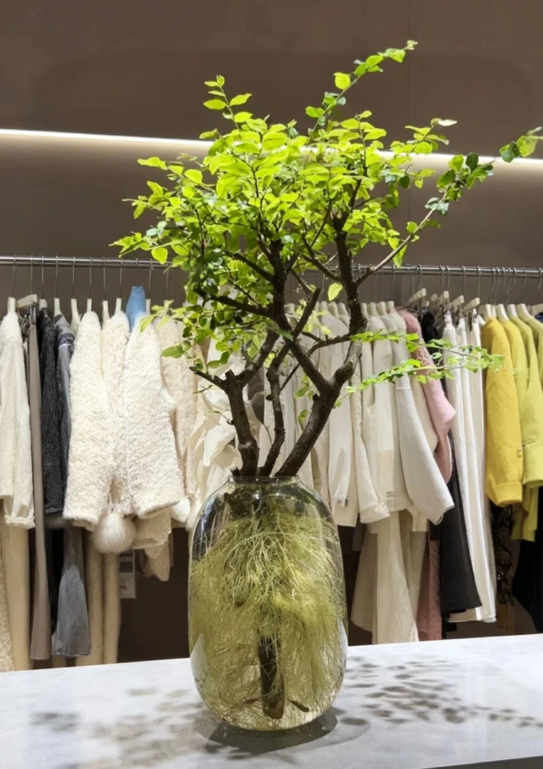 棒棒糖造型-小叶女贞水培老桩-丁香木发根植物自然室内绿植易活