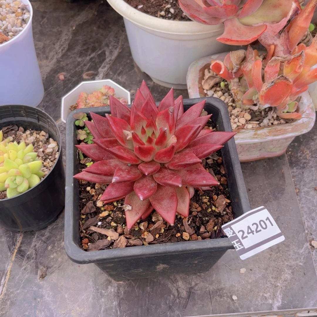 红尘多肉植物24201