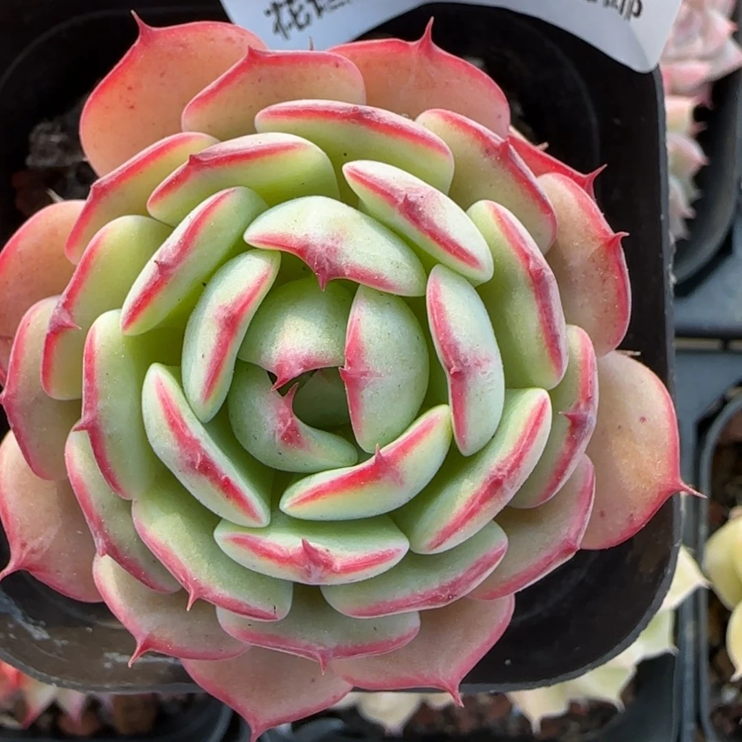 花语逸境0218-490