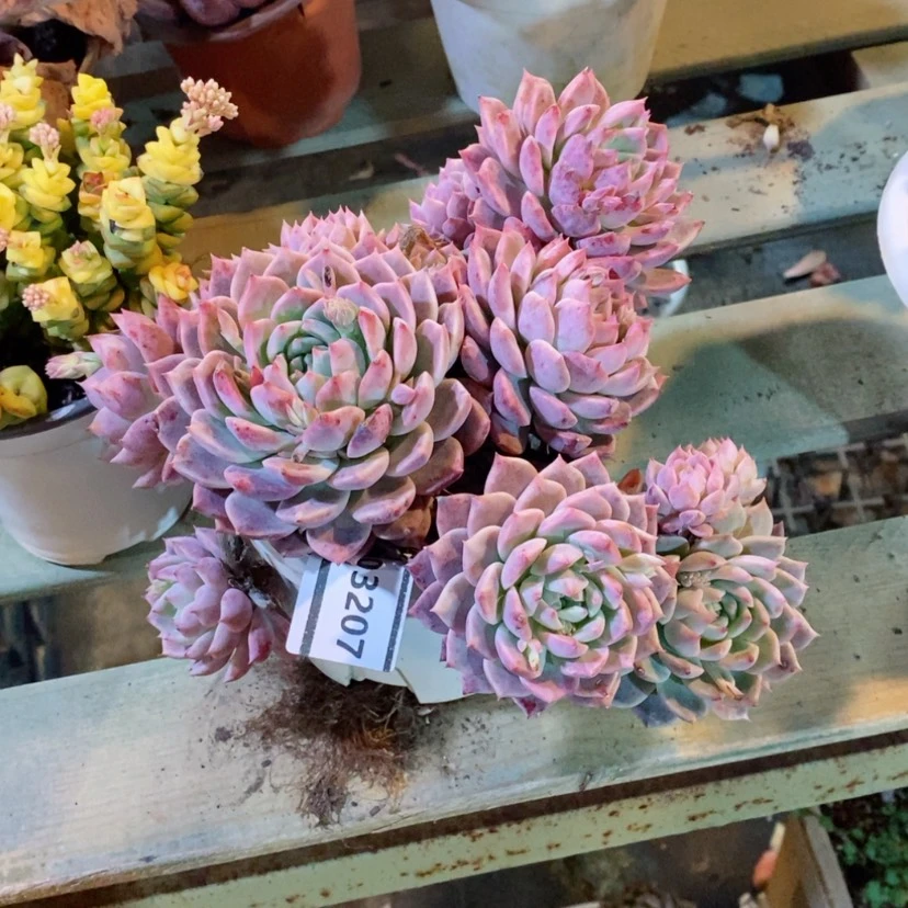 【闪购商品】@***?霜花03207