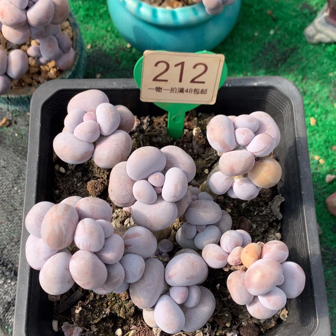 烟美人老桩无砍212