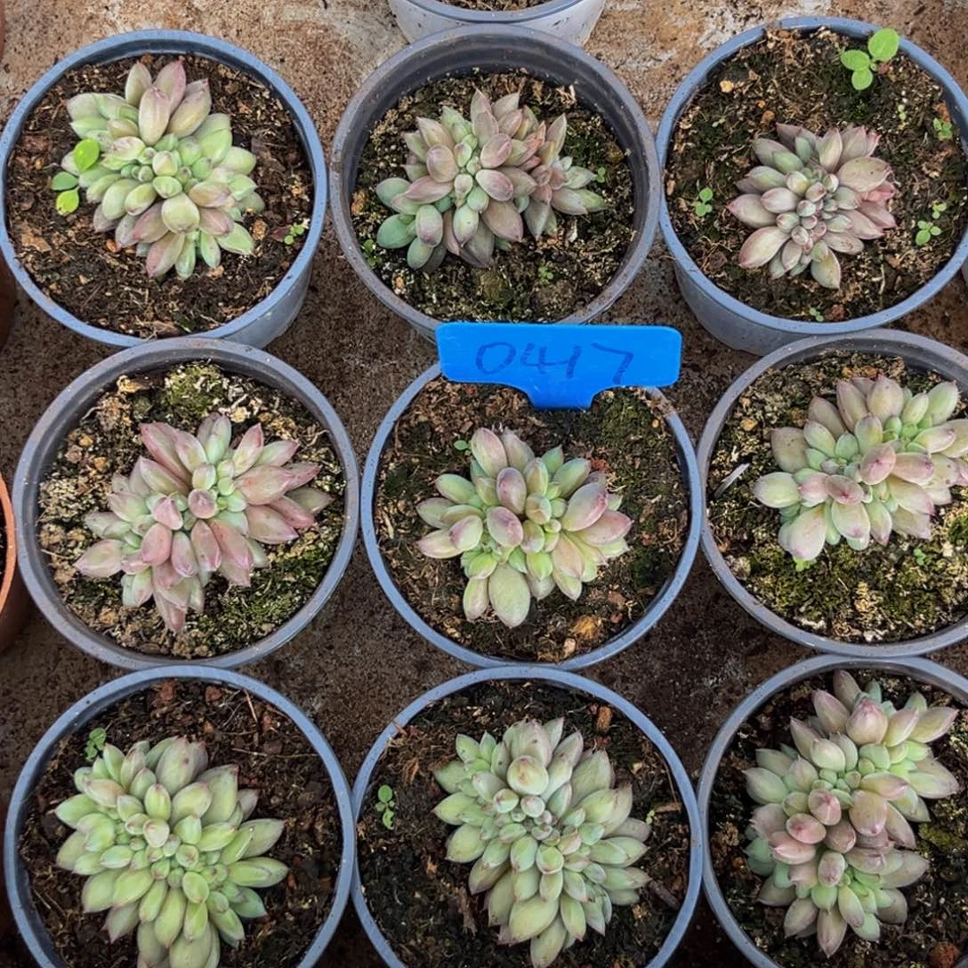 皮***丘0417下午虞美人缀十个寄养