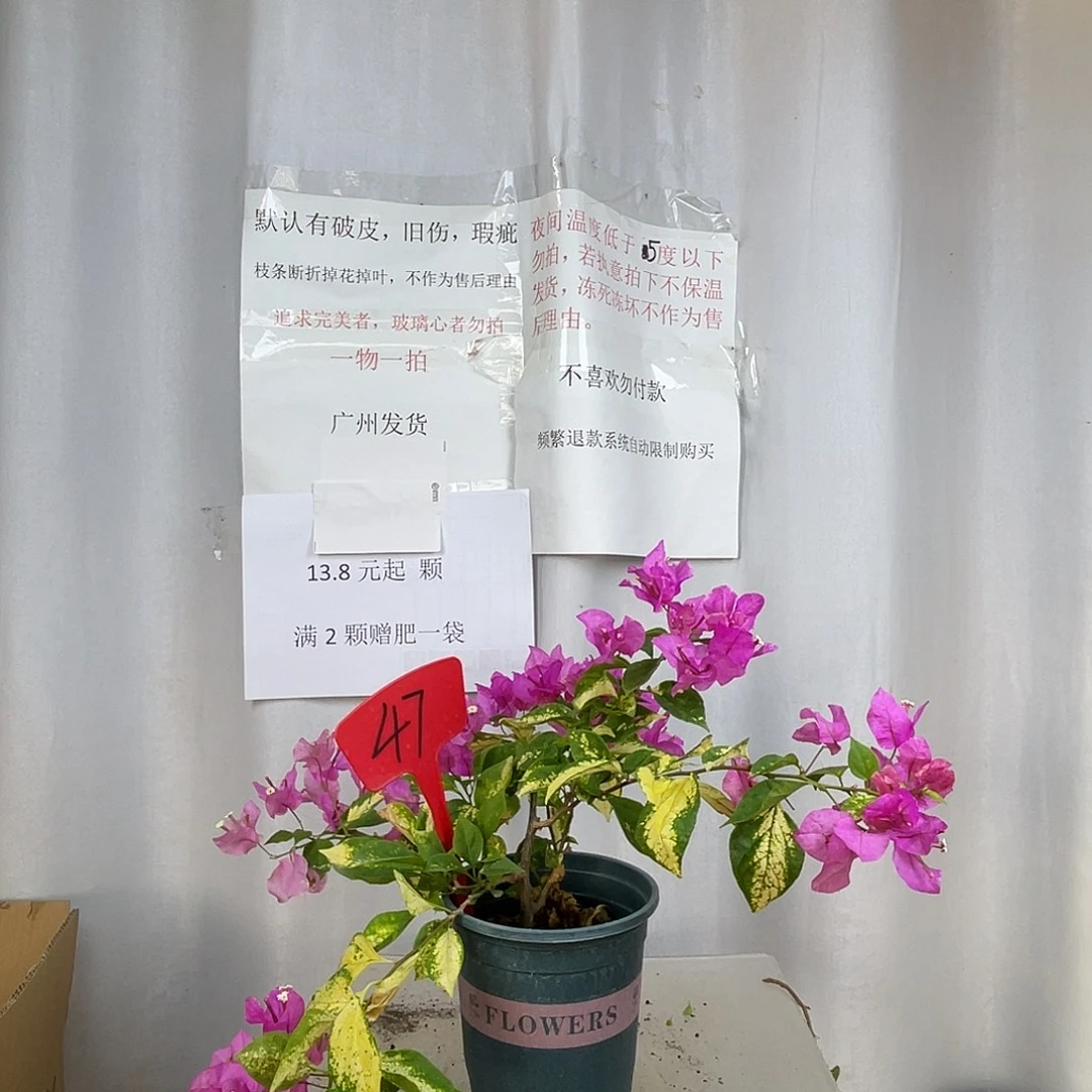 当前无花栽培后可以开花47斑红樱盆苗