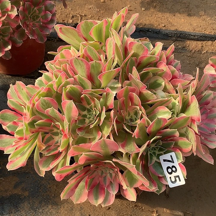 多肉植物叶罗刹785